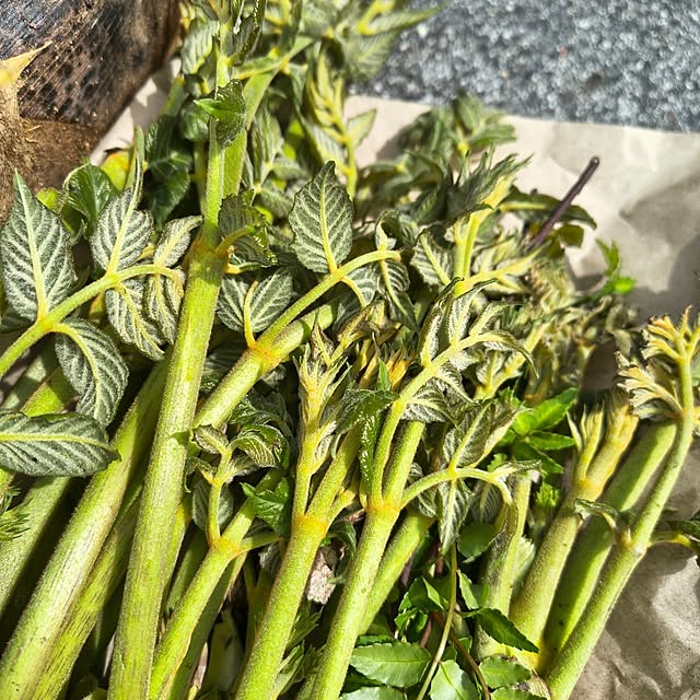 Rubiconさんの実例写真