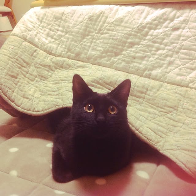 maoshinさんの実例写真
