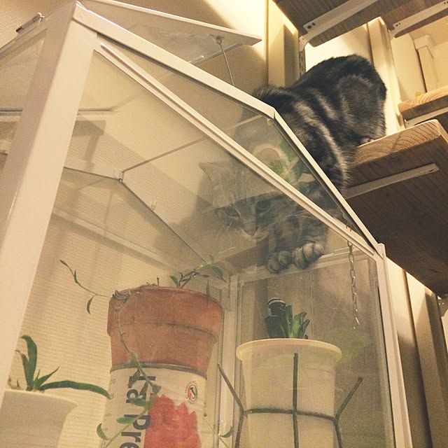 mikomaruさんの実例写真