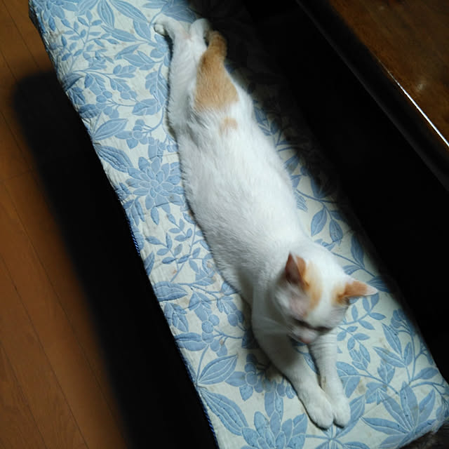 posauruさんの実例写真