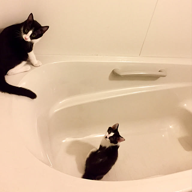 butachanさんの実例写真