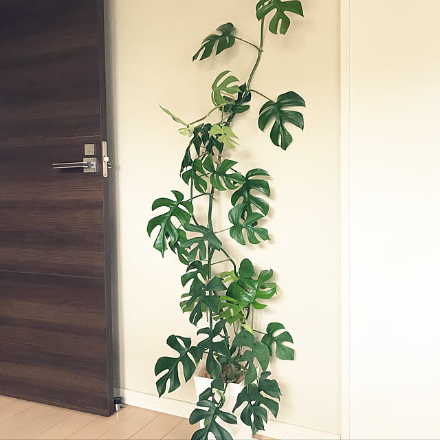 観葉植物/ナチュラル/机のインテリア実例 - 2019-05-16 08:58:22