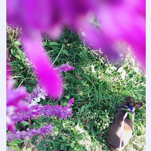 portulacaさんの実例写真