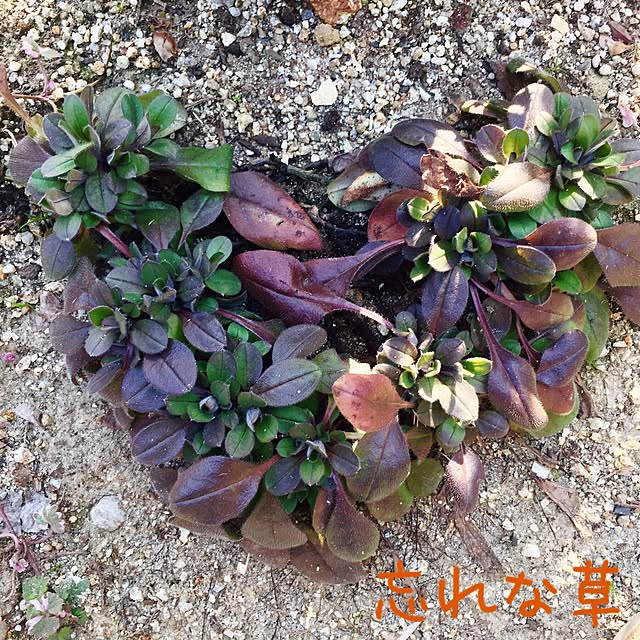 bibianさんの実例写真