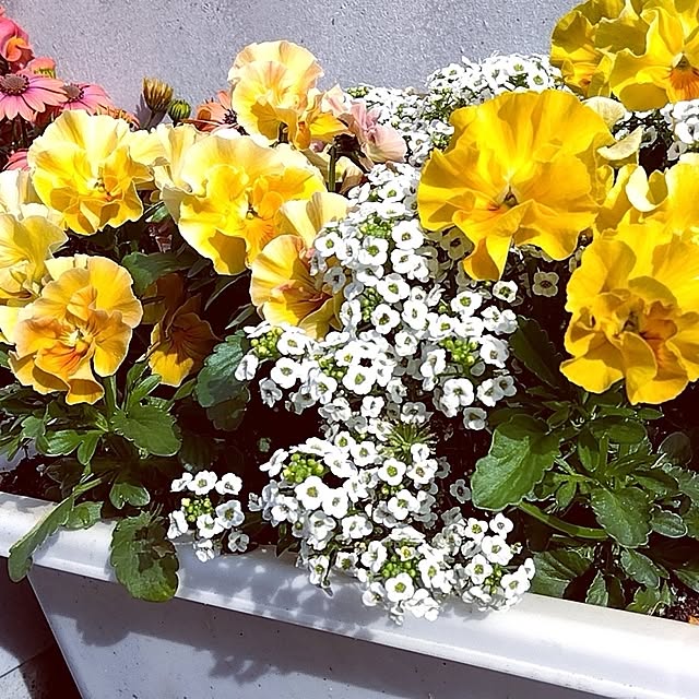 suuさんの部屋