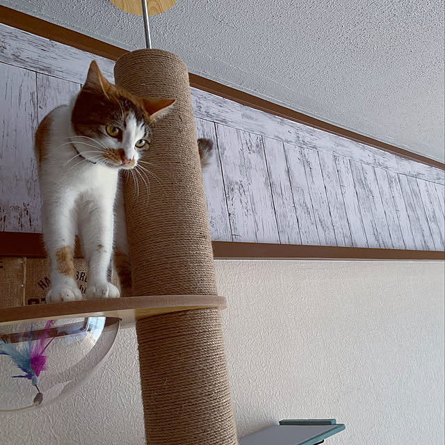 saoさんの実例写真
