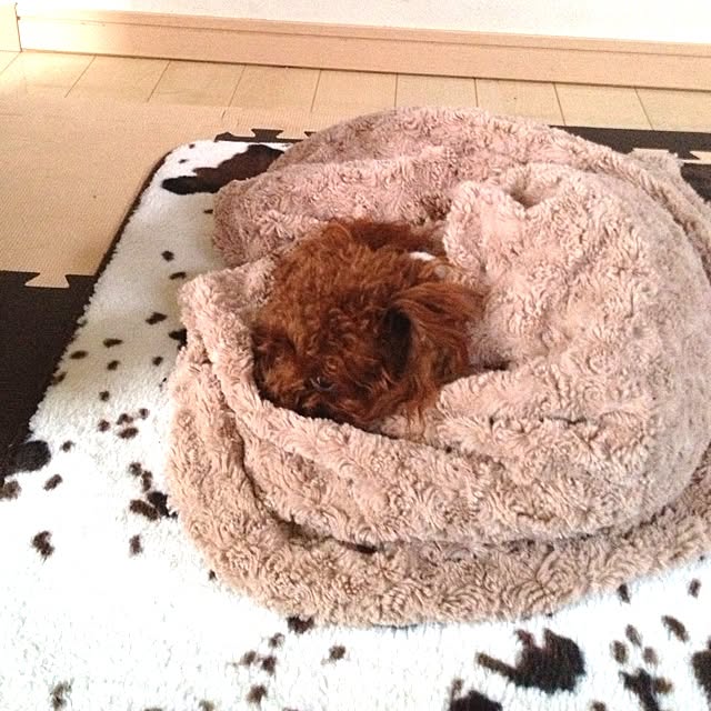cocoさんの実例写真