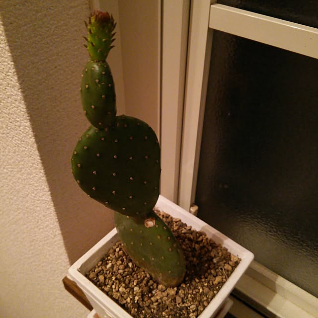 maitakekoさんの実例写真