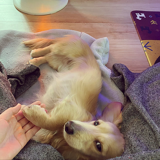 uninekoさんの実例写真