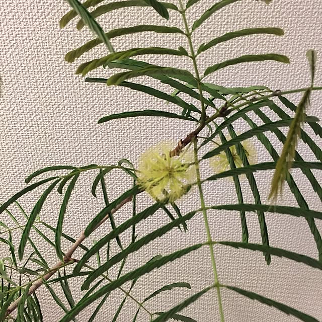 makimomongaさんの実例写真