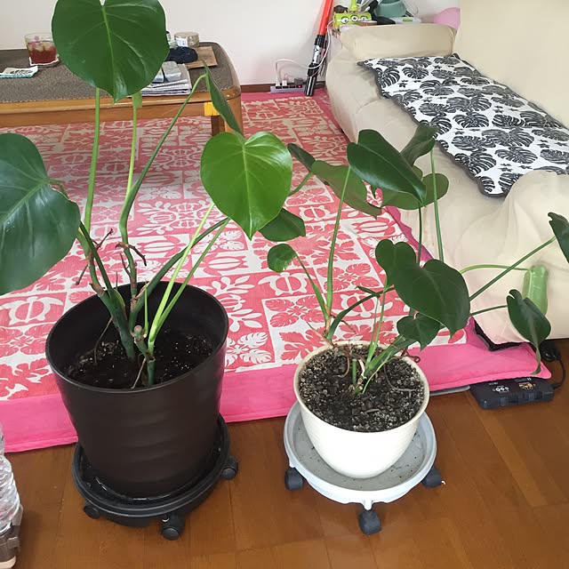 kaochanさんの実例写真