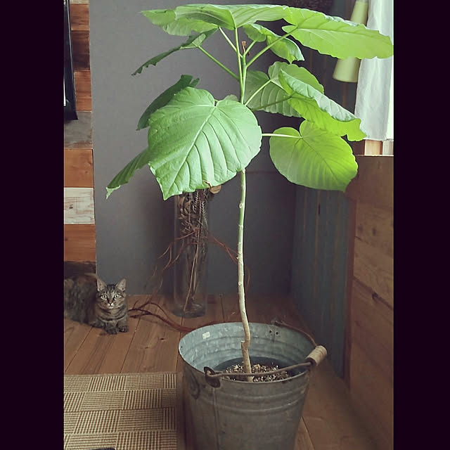 R.chocolate16さんの実例写真