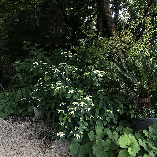 sakakenさんの実例写真