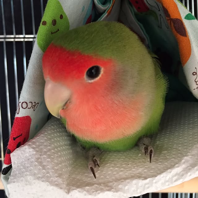 toratanさんの実例写真