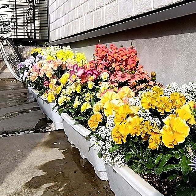 suuさんの実例写真