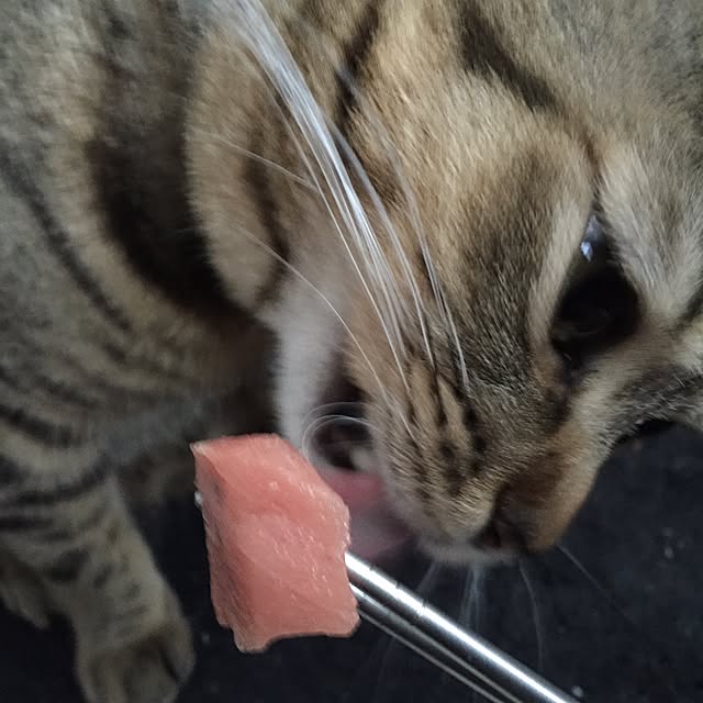 catwomanさんの実例写真