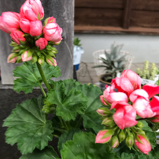 sakura1116さんの実例写真