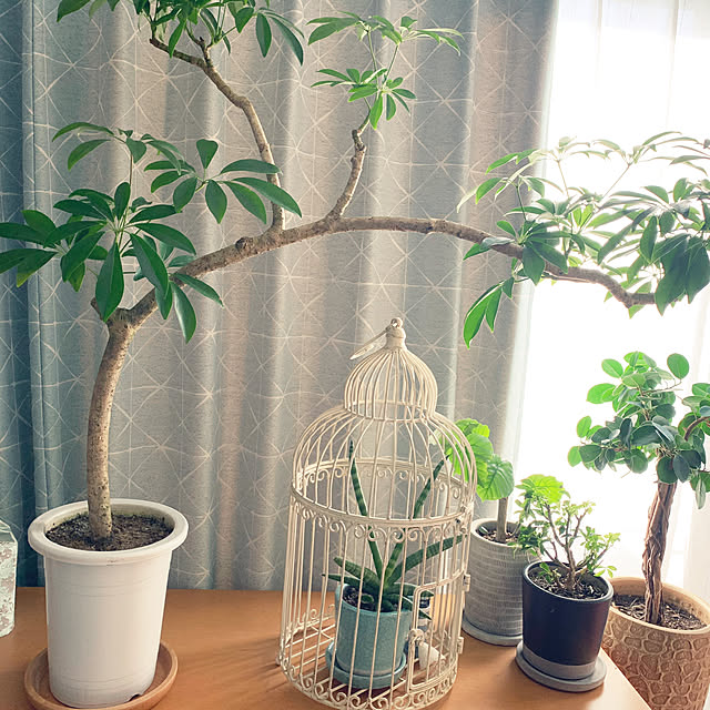 観葉植物/リビングのインテリア実例 - 2020-10-18 07:51:12