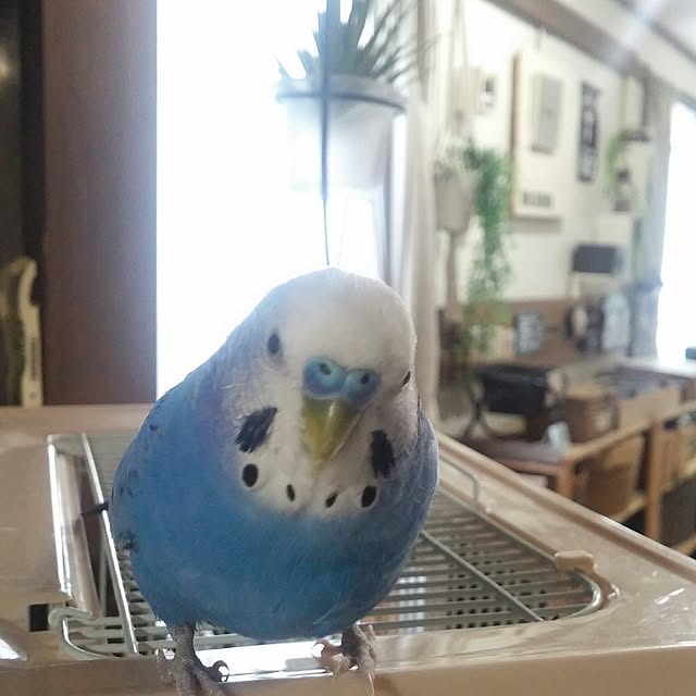 opiopiopiさんの実例写真