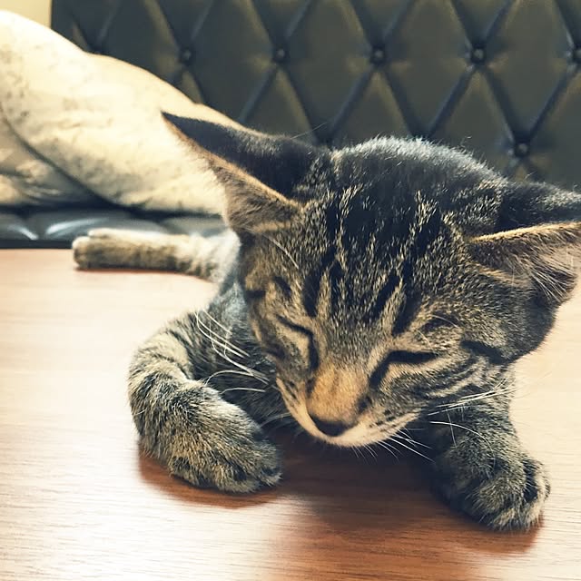 yuuuuuriさんの実例写真