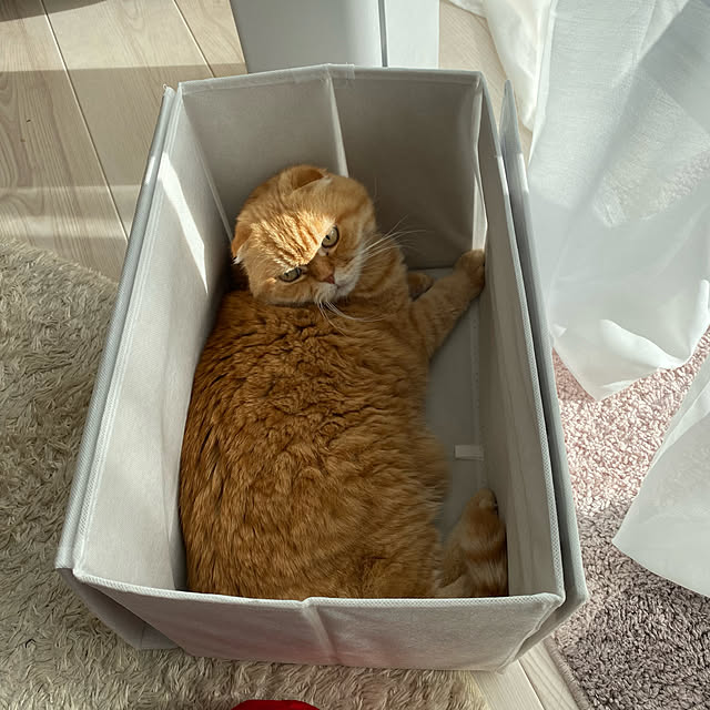 Mahoさんの実例写真