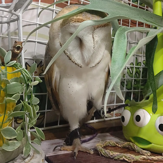 mikiさんの実例写真