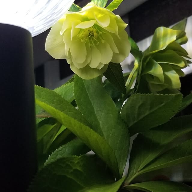 midoriさんの部屋