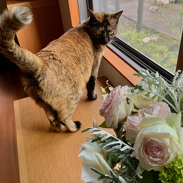cocoさんの部屋