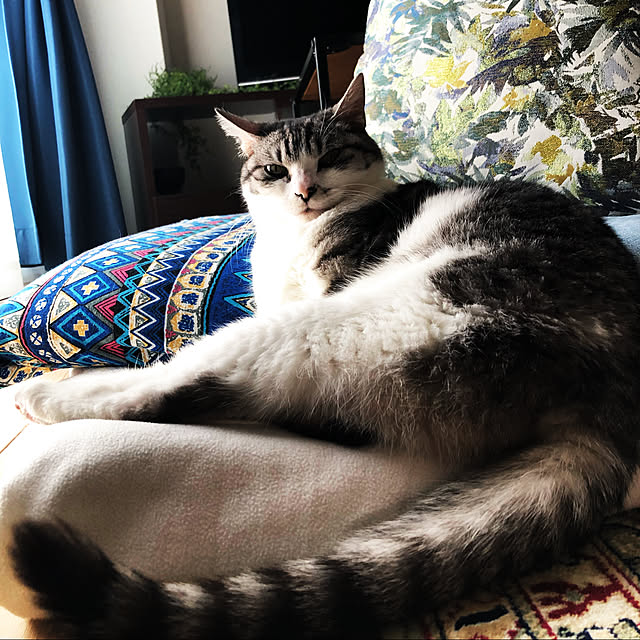 nekosikaさんの実例写真