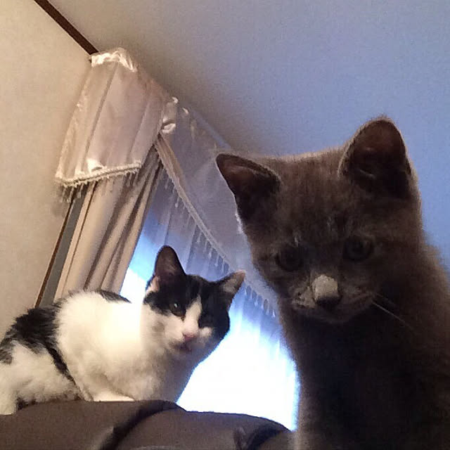 nya_sanさんの実例写真