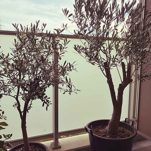 carocaroさんの実例写真