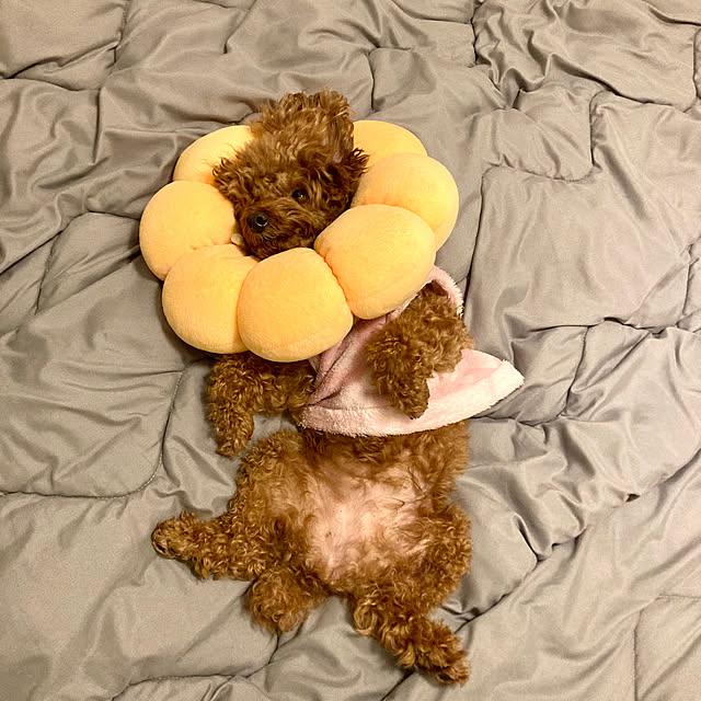 MOMOMAMAさんの実例写真