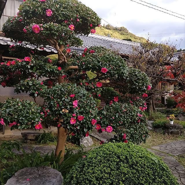 kuririnmamaさんの実例写真
