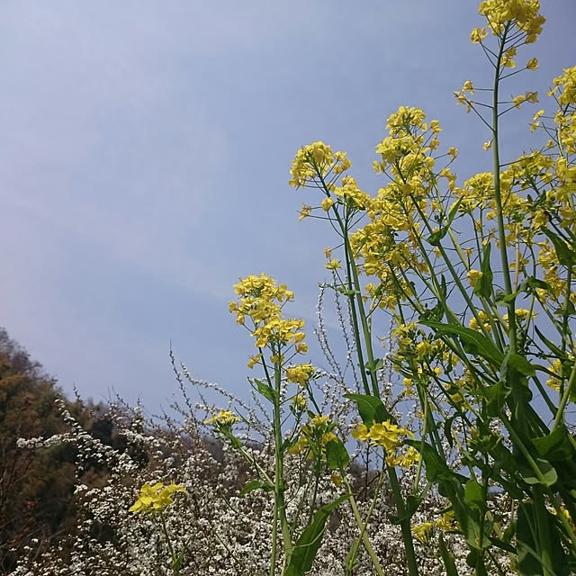 megmeg1450さんの実例写真
