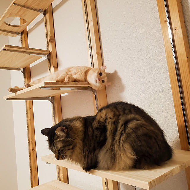 makoさんの実例写真
