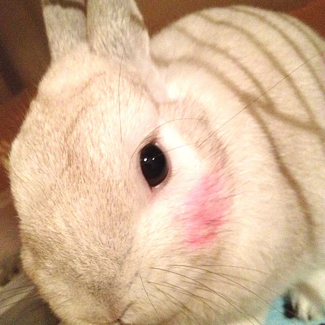 kimuさんの実例写真