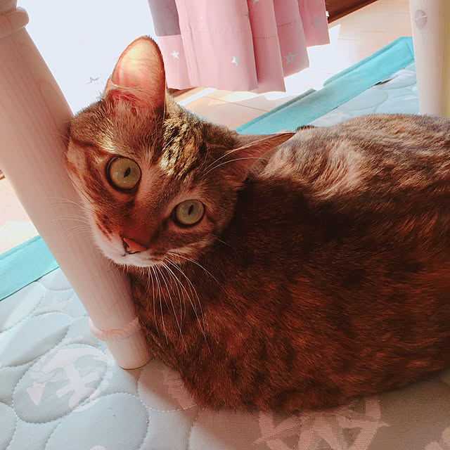 MASAさんの実例写真