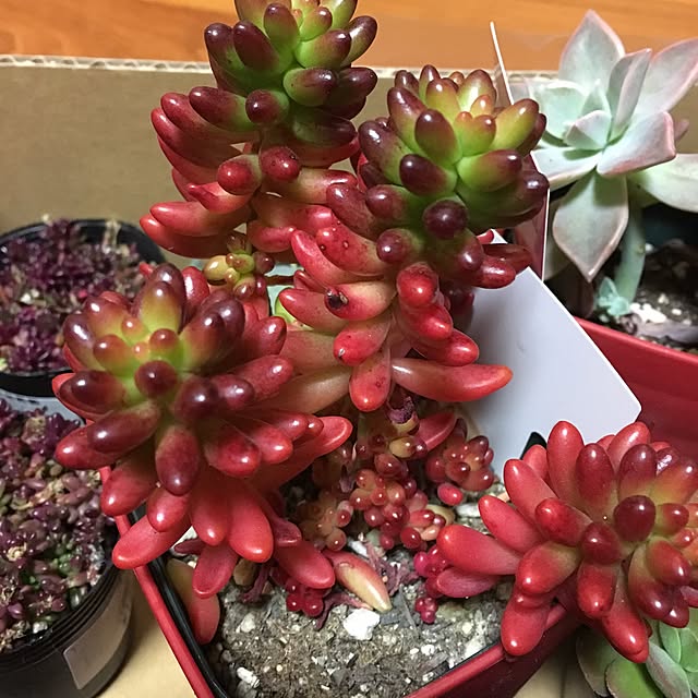 CHIROさんの実例写真