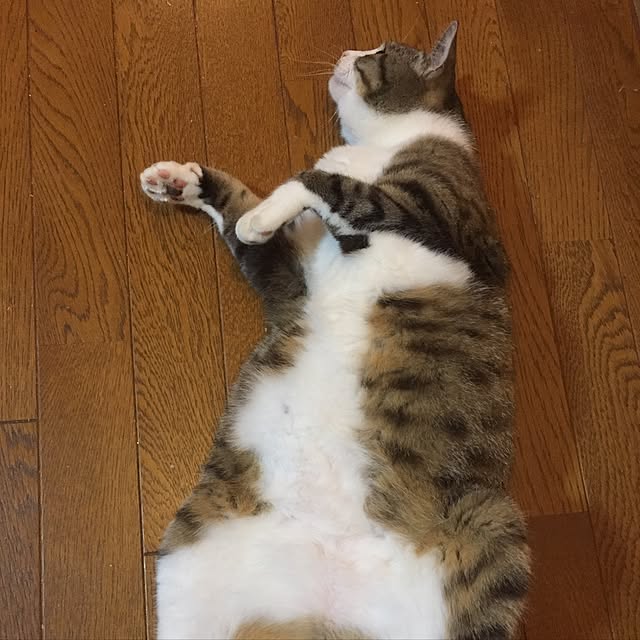 ofuさんの実例写真