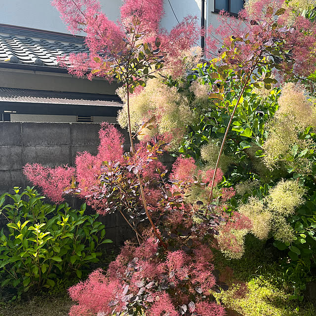 uninekoさんの実例写真