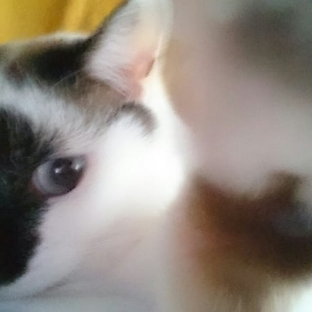 chibimariさんの実例写真
