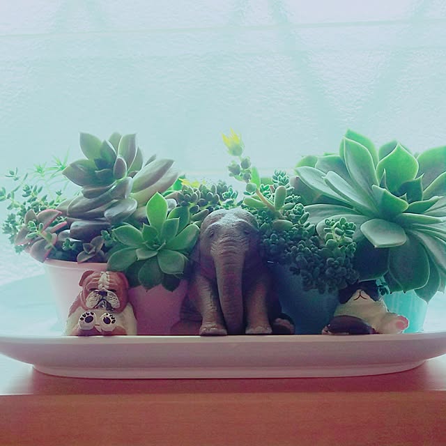 tamacharouさんの実例写真