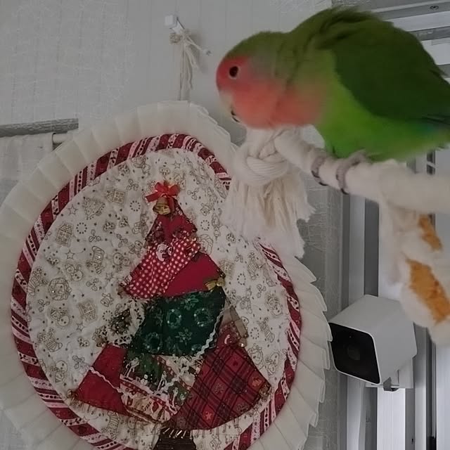 toratanさんの実例写真
