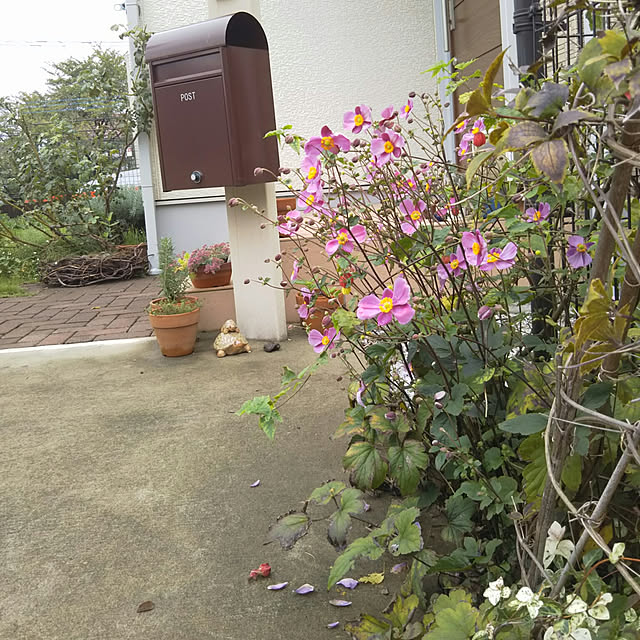 naomin0さんの実例写真