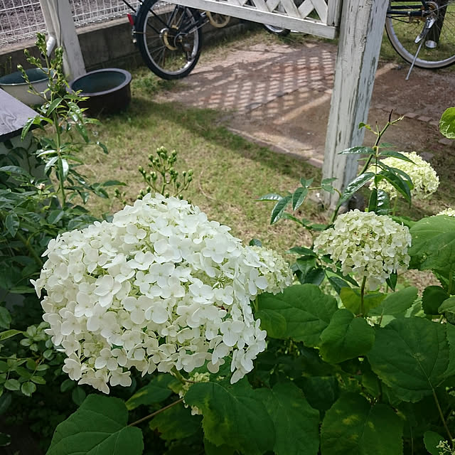 180447hiroさんの実例写真