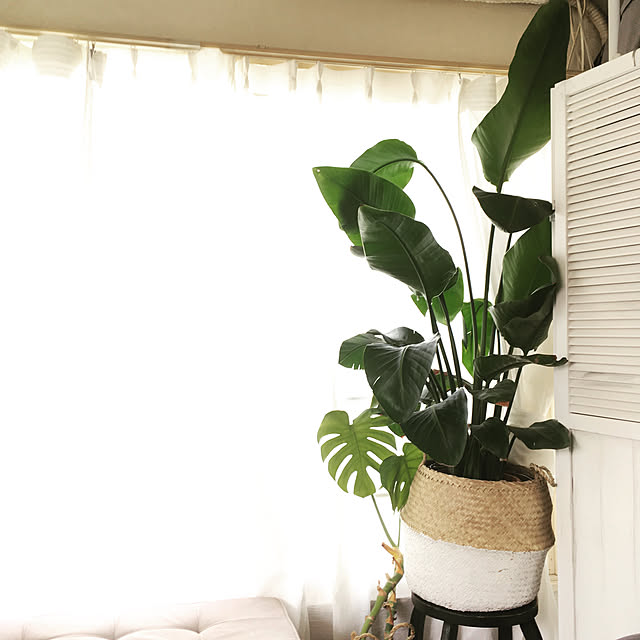 観葉植物のある部屋 オーガスタのおすすめ商品とおしゃれな実例 観葉植物のある部屋 オーガスタのおすすめ商品とおしゃれな実例