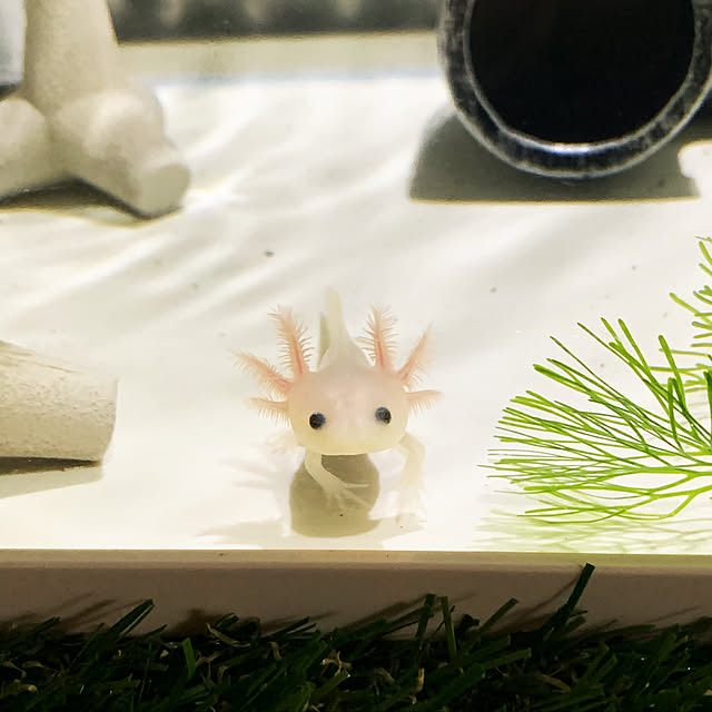 ninniさんの実例写真