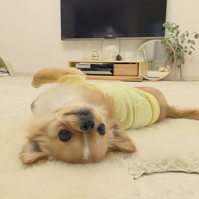 haruhinaさんの実例写真