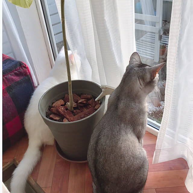 kotoriさんの実例写真