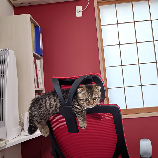 noguriさんの実例写真